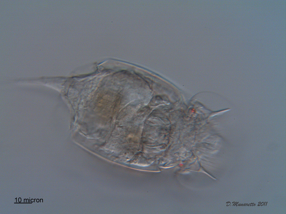 Squatinella Tridentata...2